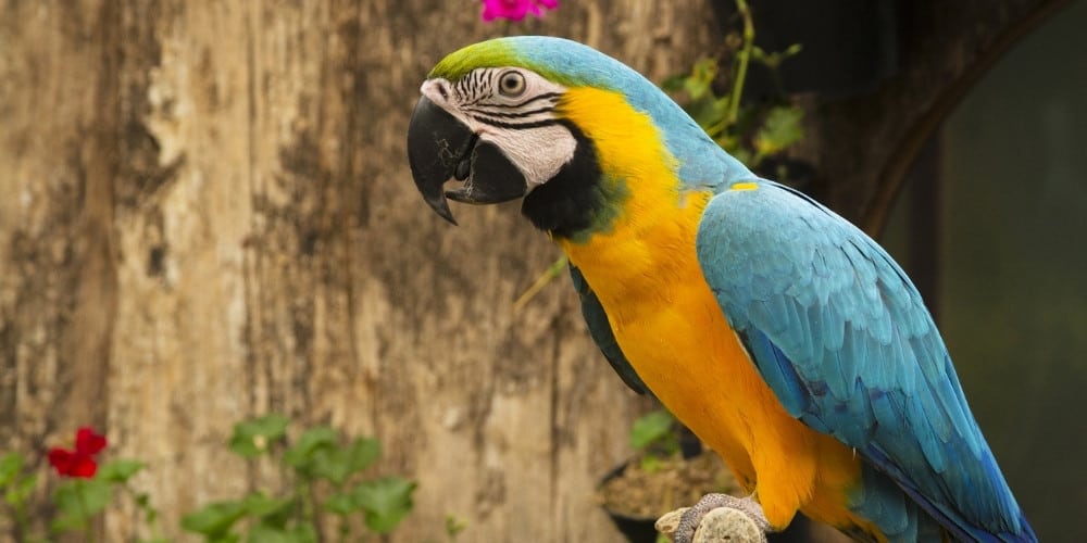 A blue and gold macaw in outdoor aviary with flowers.