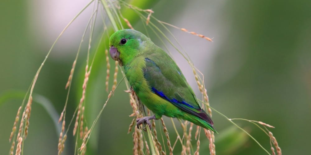 A lovely blue-winged parrotlet perched on a long grass stem in the wild..