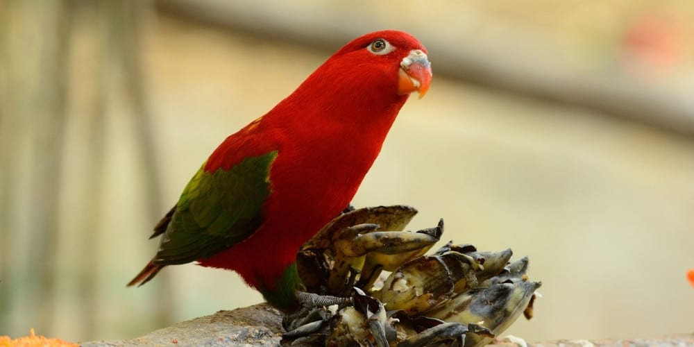 A chattering lory with his head tilted upwards.