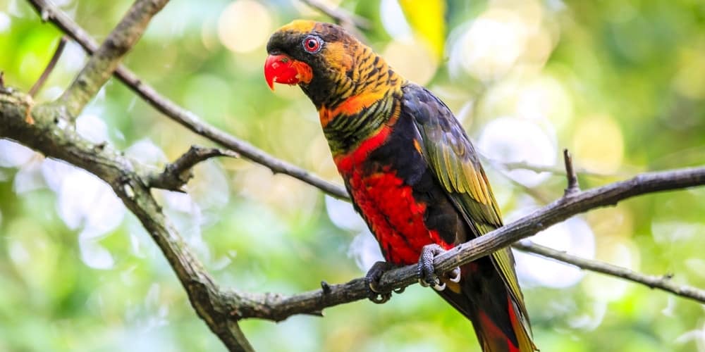 A dusky lory perched high in a tree.