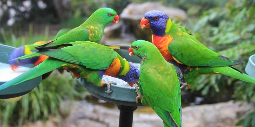 A group of four lorikeets gathered at a feeding station.