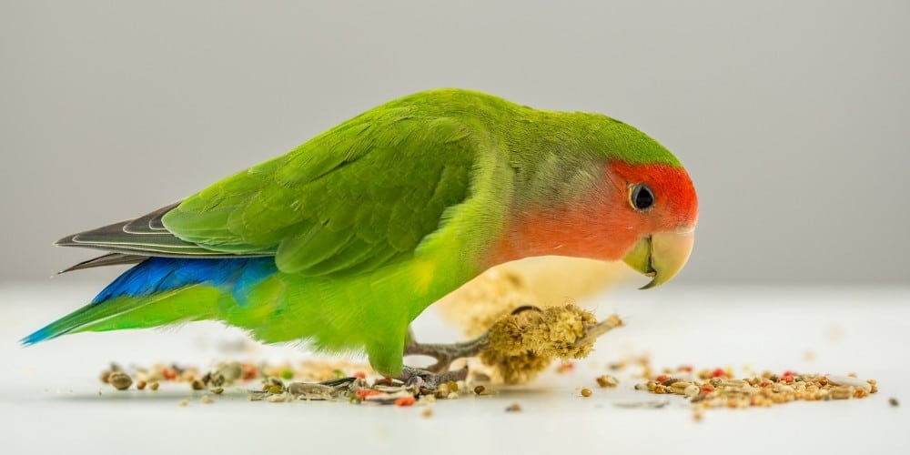 A green lovebird eating scattered seeds on a table set against a gray background.
