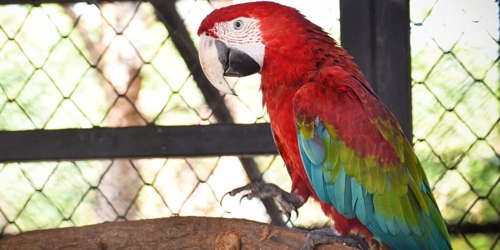 A green-winged, or red-and-green, macaw in a large cage at the zoo.