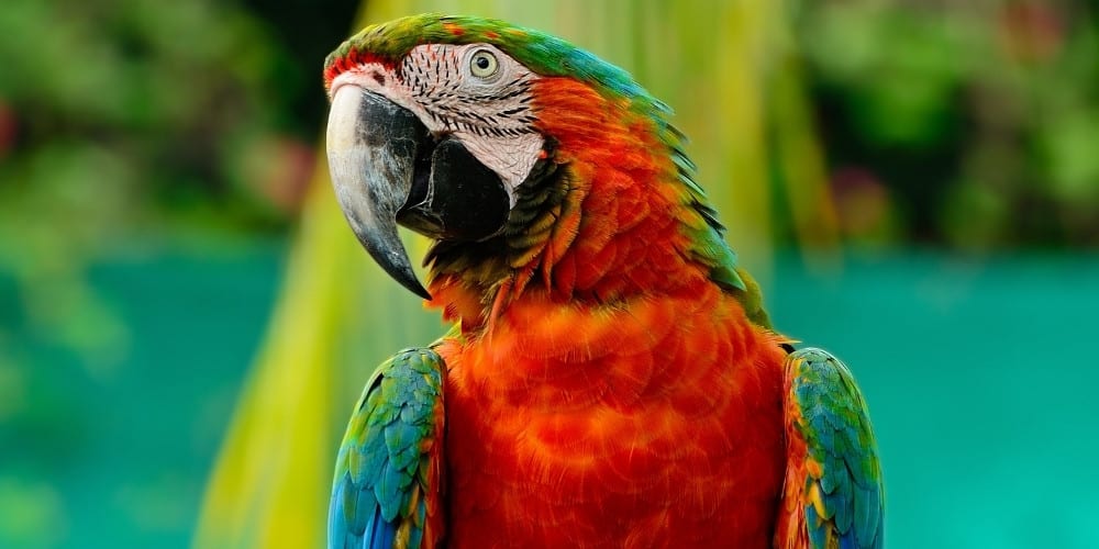 Frontal view of a harlequin macaw in a tropical setting.