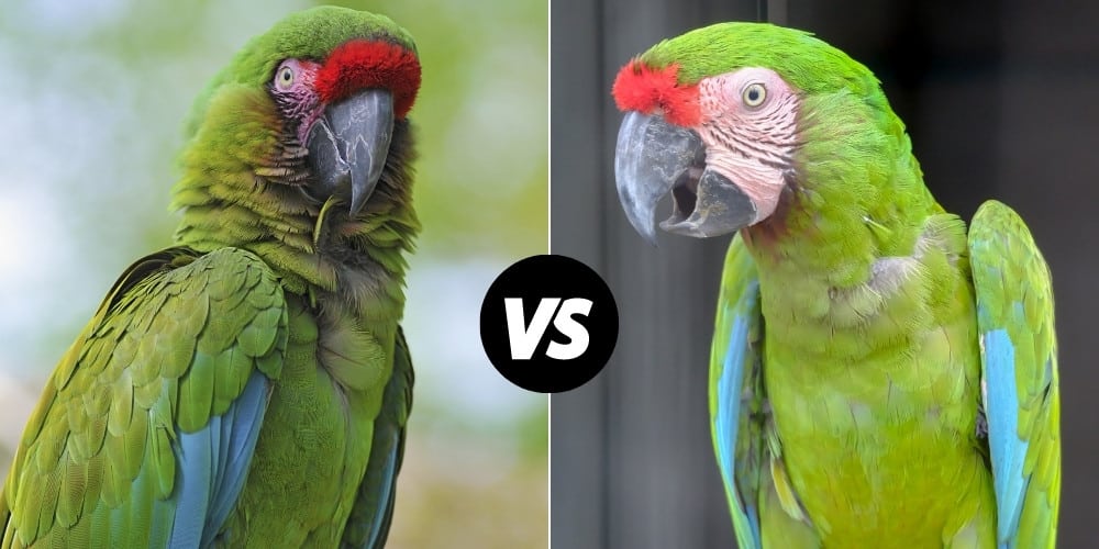 A military macaw on left, and a great green macaw on right.