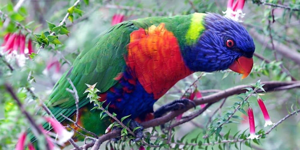 A brightly colored rainbow lorikeet sitting in a pretty flowering tree.