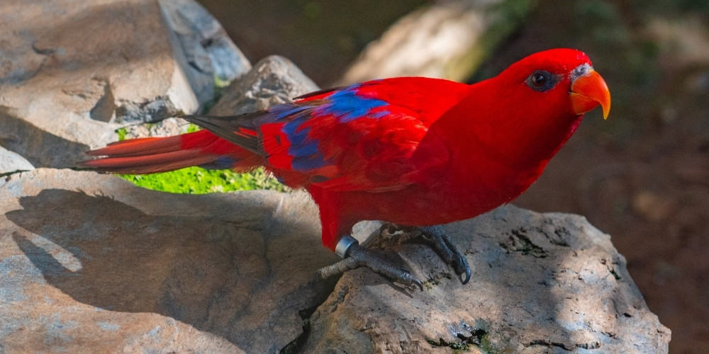 A red lory resting on a large rock.