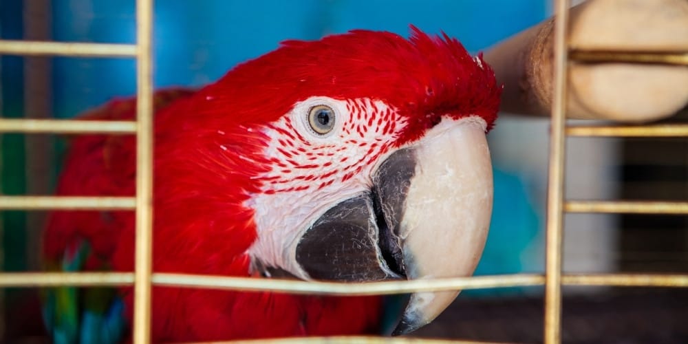 A scarlet macaw peering out through a small opening in his cage.
