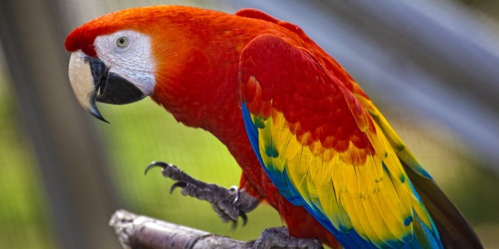 A scarlet macaw sitting on a tree branch with one foot held slightly aloft.