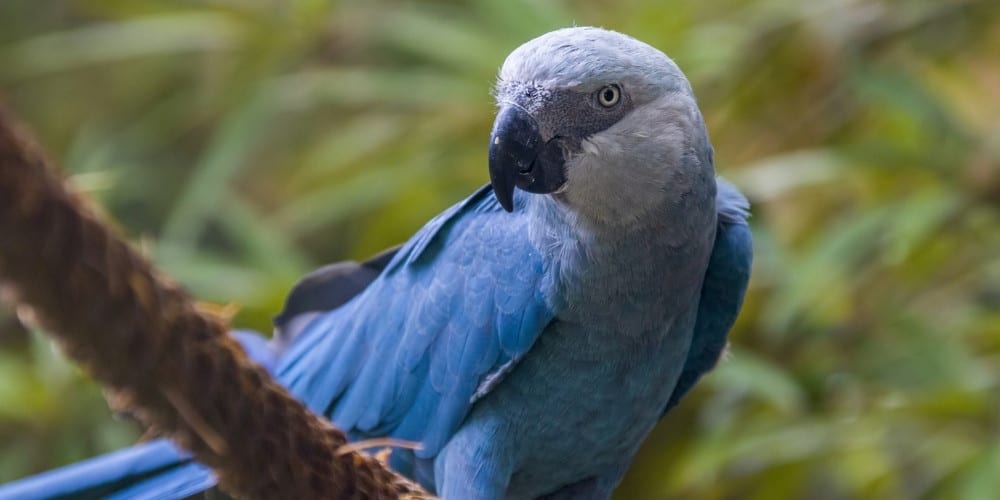 A rare Spix macaw perched on a rope outdoors.