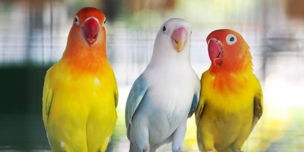 Three colorful lovebirds standing on a wood perch together.
