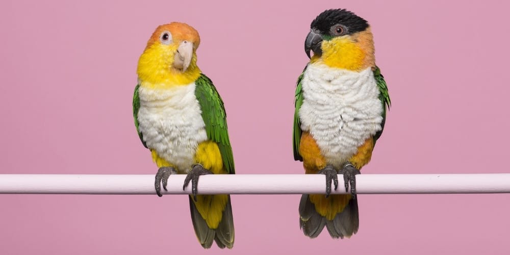 Caique Parrot Facts | Types, Price, Care, Training & More – Your Parrot ...